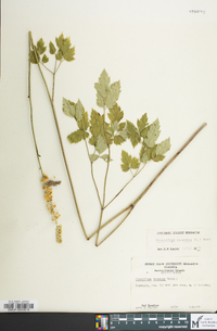 Actaea racemosa image