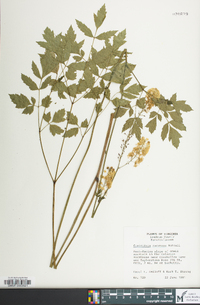 Actaea racemosa image