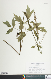 Actaea racemosa image