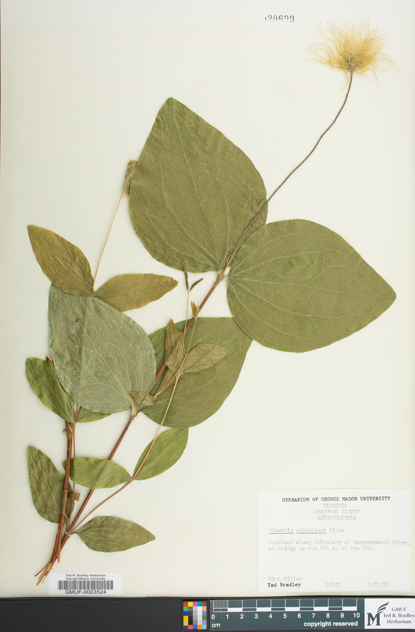 Clematis ochroleuca image