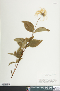 Clematis ochroleuca image