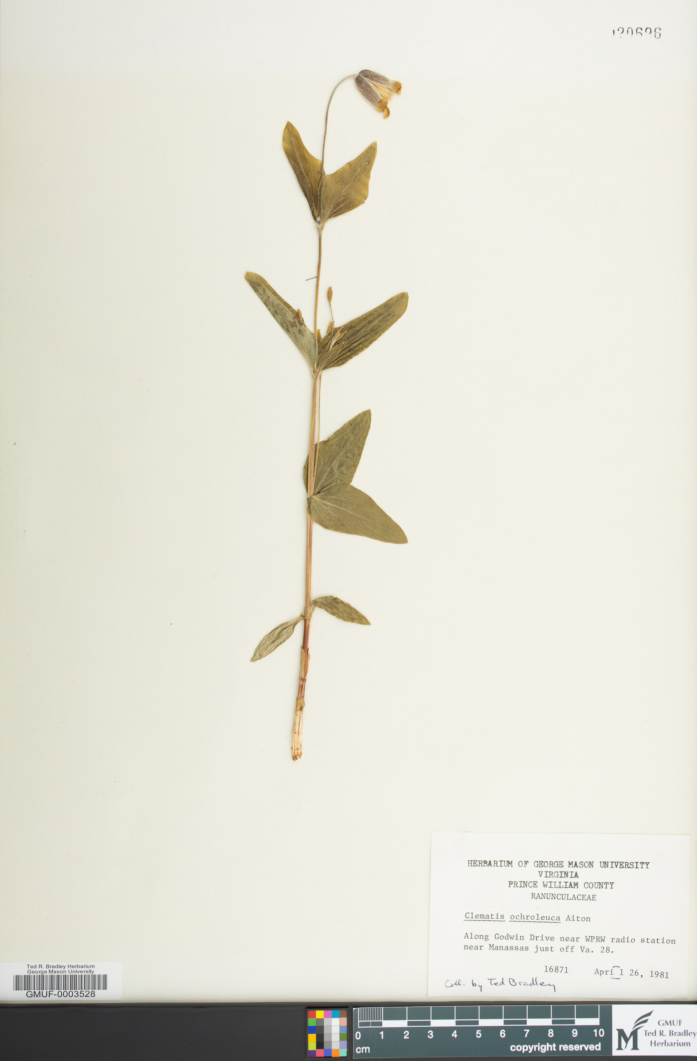 Clematis ochroleuca image