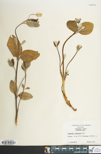 Clematis ochroleuca image