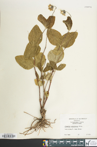 Clematis ochroleuca image