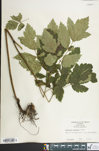 Actaea racemosa image