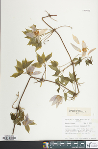 Clematis occidentalis image