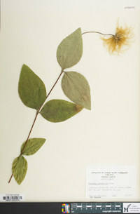 Clematis ochroleuca image