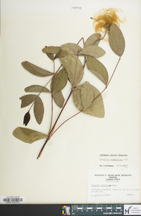 Clematis ochroleuca image