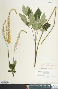 Actaea racemosa image