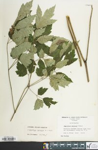 Actaea racemosa image