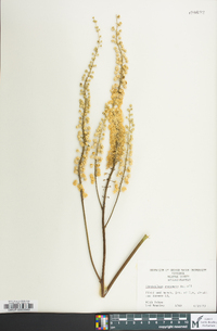 Actaea racemosa image