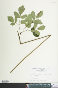 Actaea racemosa image