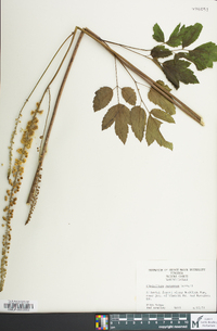 Actaea racemosa image