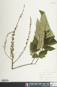 Actaea racemosa image