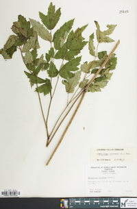 Actaea racemosa image