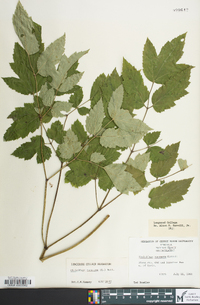 Actaea racemosa image