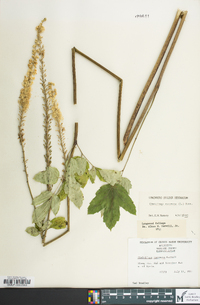 Actaea racemosa image