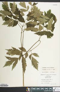 Actaea racemosa image