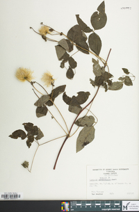 Clematis viorna image