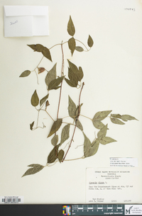 Clematis viorna image