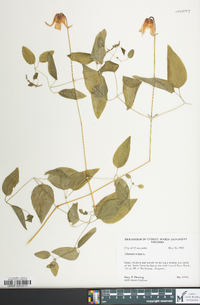 Clematis crispa image