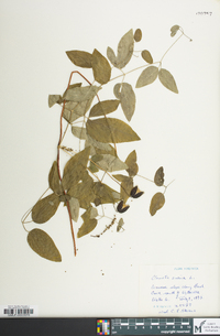 Clematis viorna image