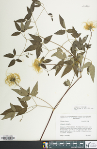 Clematis viorna image