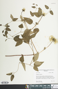 Clematis viorna image