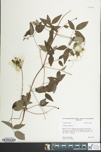 Clematis viorna image