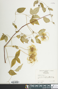 Clematis viorna image