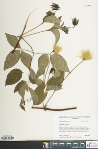 Clematis viorna image