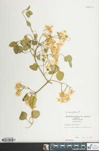 Clematis terniflora image