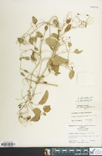 Clematis terniflora image