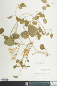 Clematis terniflora image