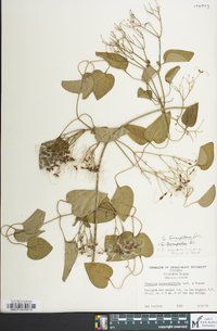 Clematis terniflora image