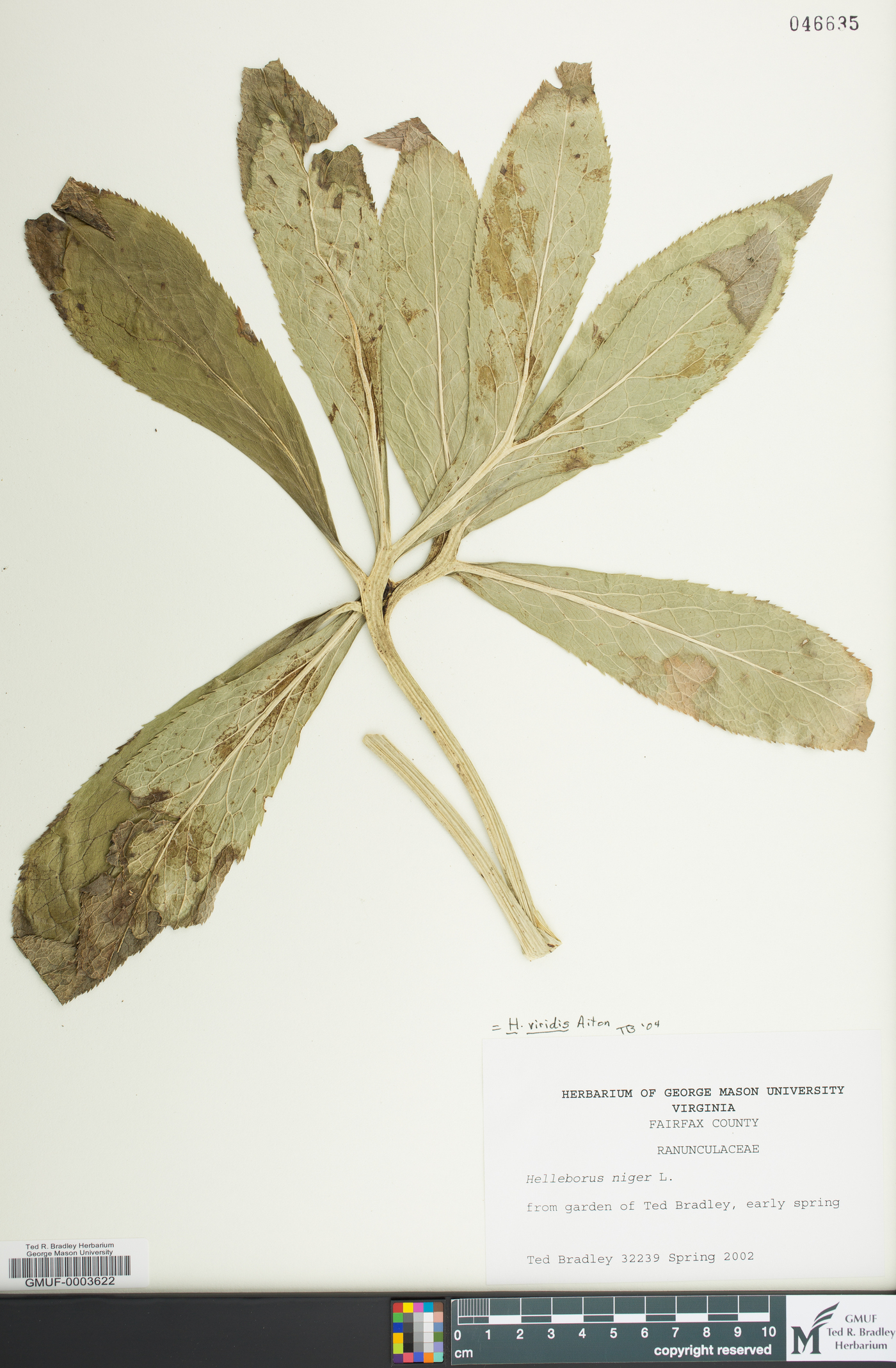 Helleborus viridis image