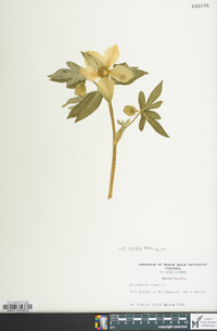 Helleborus viridis image