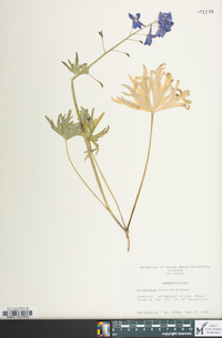 Delphinium tricorne image