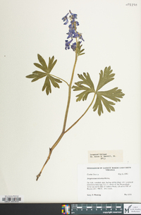 Delphinium tricorne image