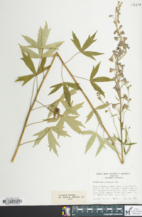 Delphinium exaltatum image