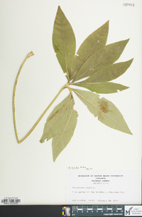 Helleborus viridis image