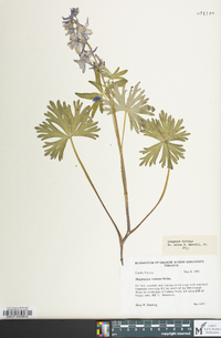 Delphinium tricorne image