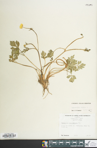 Ranunculus repens image