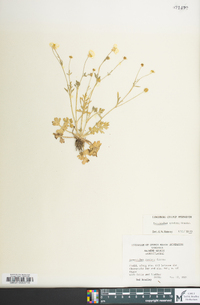 Ranunculus sardous image