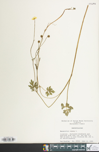 Ranunculus repens image