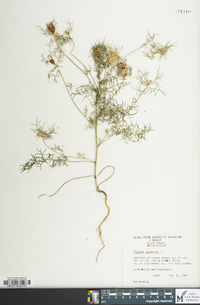 Nigella damascena image