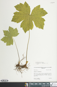 Hydrastis canadensis image