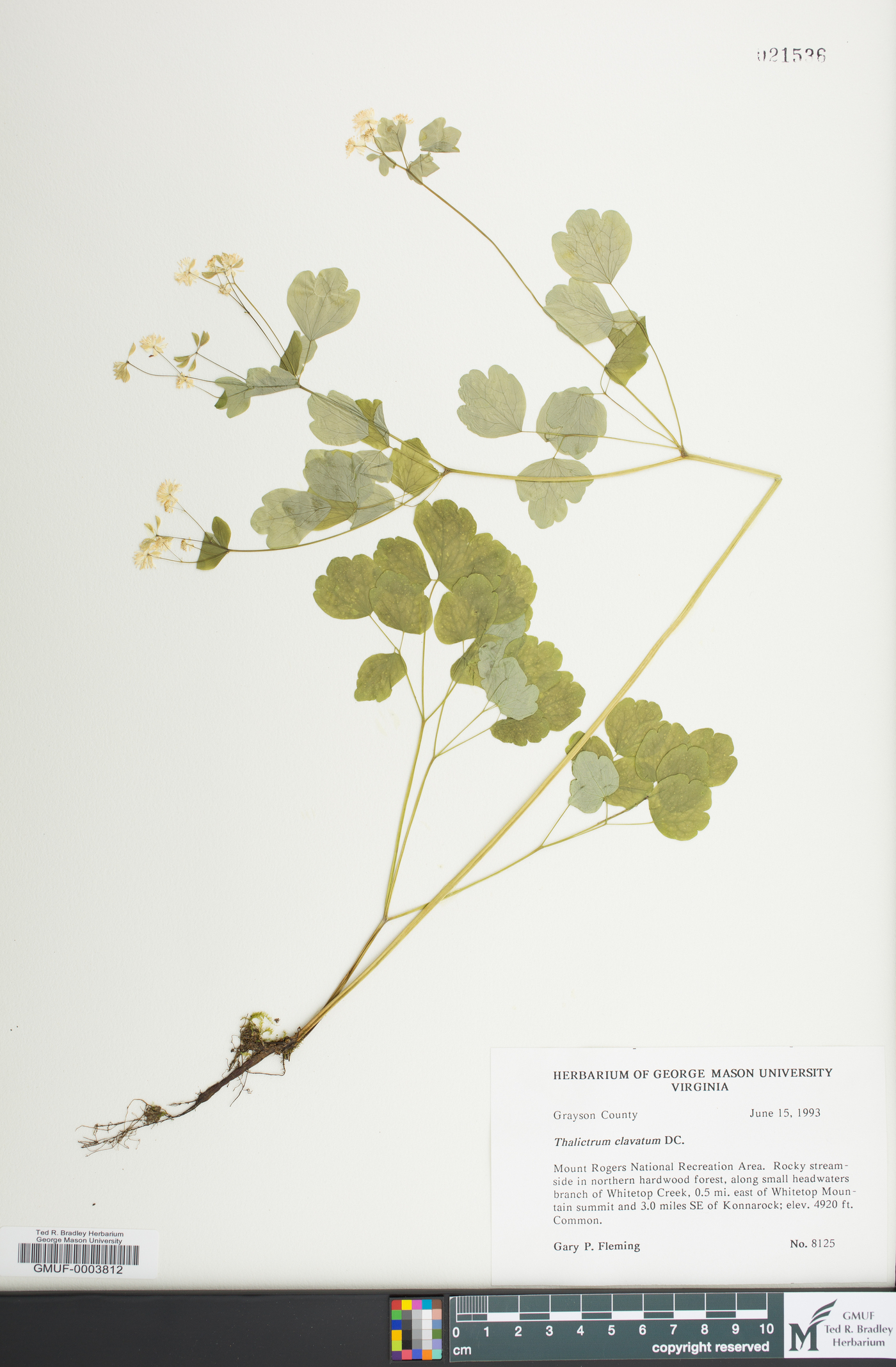 Thalictrum clavatum image