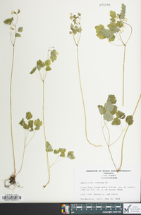 Thalictrum clavatum image