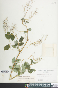 Thalictrum coriaceum image